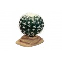 Barrel Cactus 9 cm - KOMODO