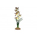 Spider Orchid 40 cm - KOMODO