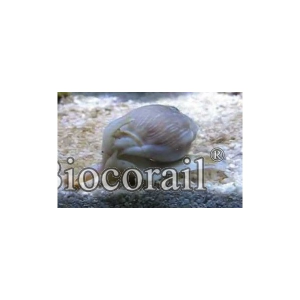 Nassarius coronatus – M Nassarius coronatus – M
