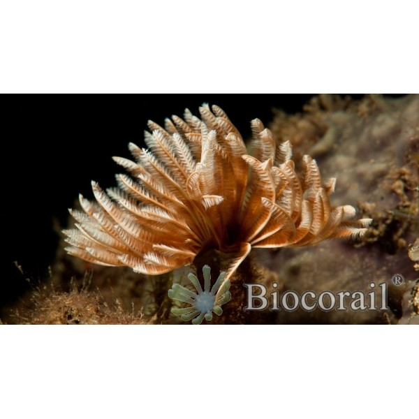 Sabellastarte sp – L Sabellastarte sp – L