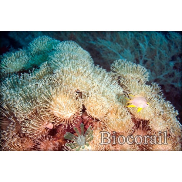 Sarcophyton sp. taille M Sarcophyton sp. taille M