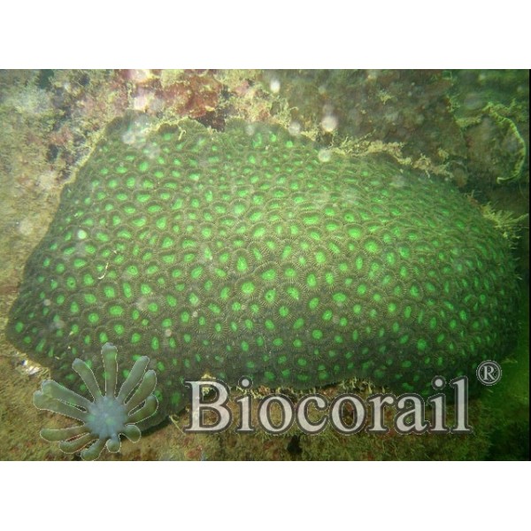 Favia sp. Favia sp.