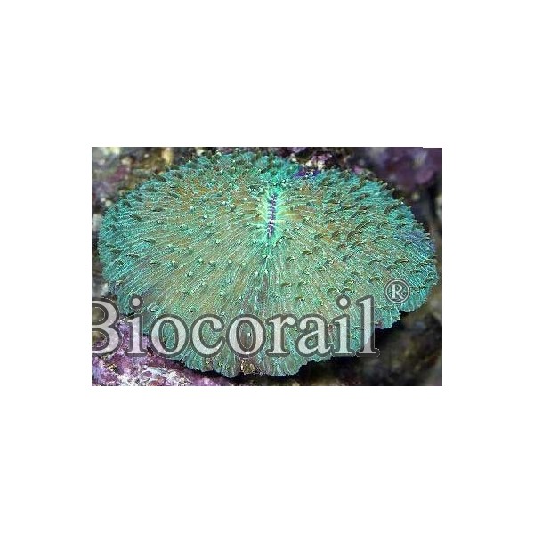 Fungia sp. Fungia sp.