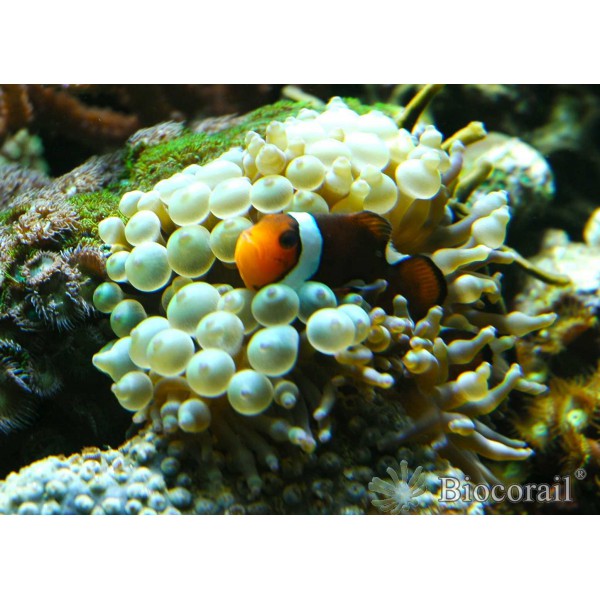 Entacmea quadricolor – M Entacmea quadricolor – M